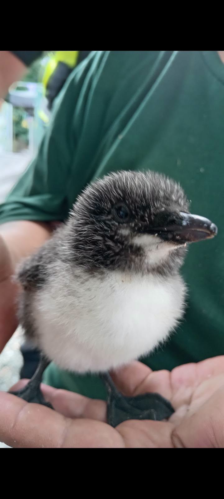 Young water bird being handled carefully