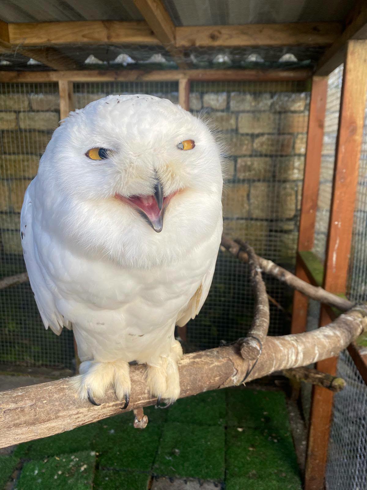 Snowy owl perched in an enclosure