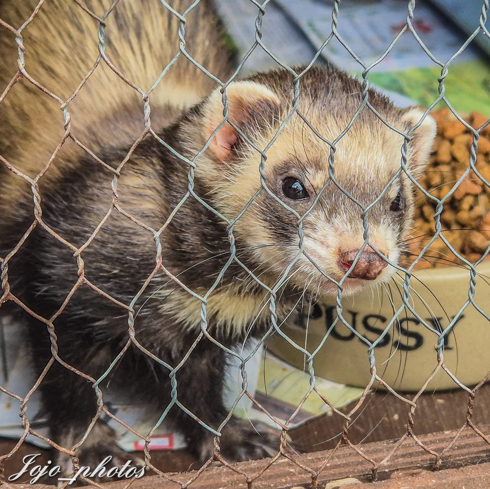 Small mammal behind wire mesh