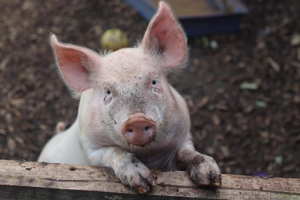 Piglet looking toward the camera