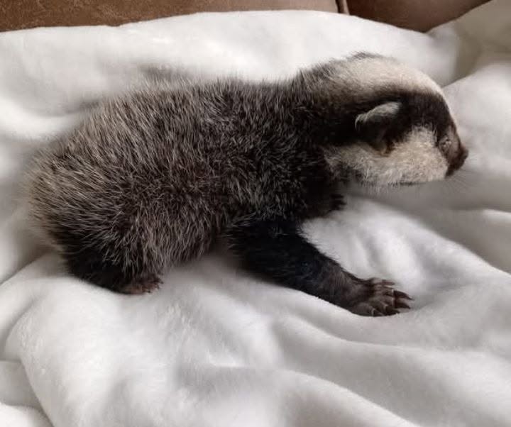Baby badger resting on a blanket