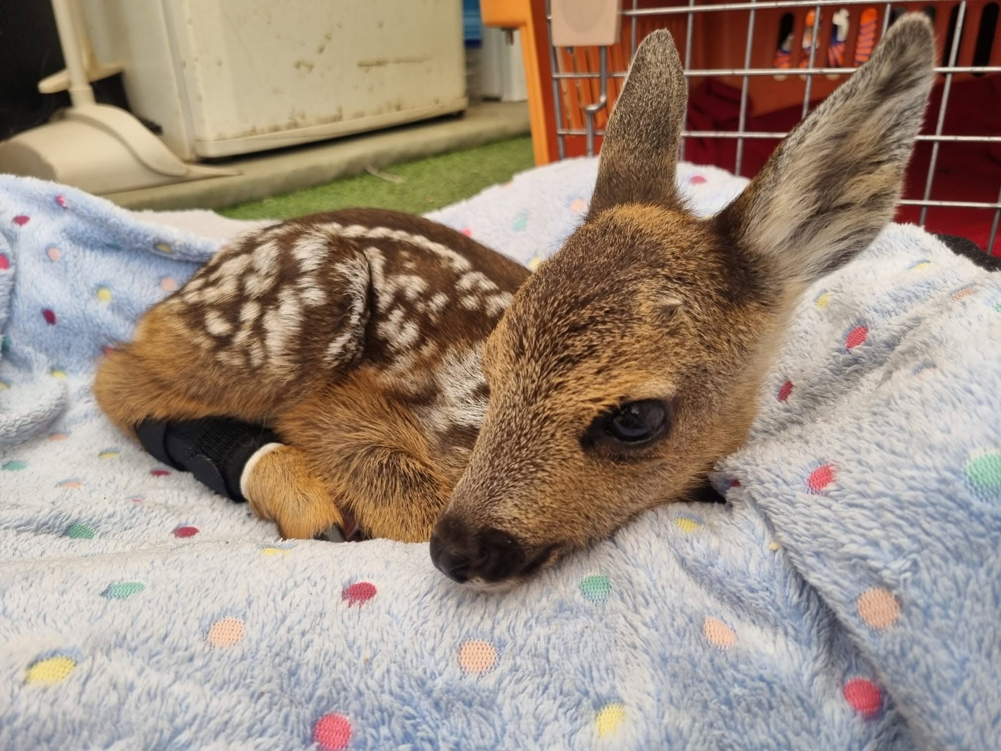 Young deer resting on a blanket