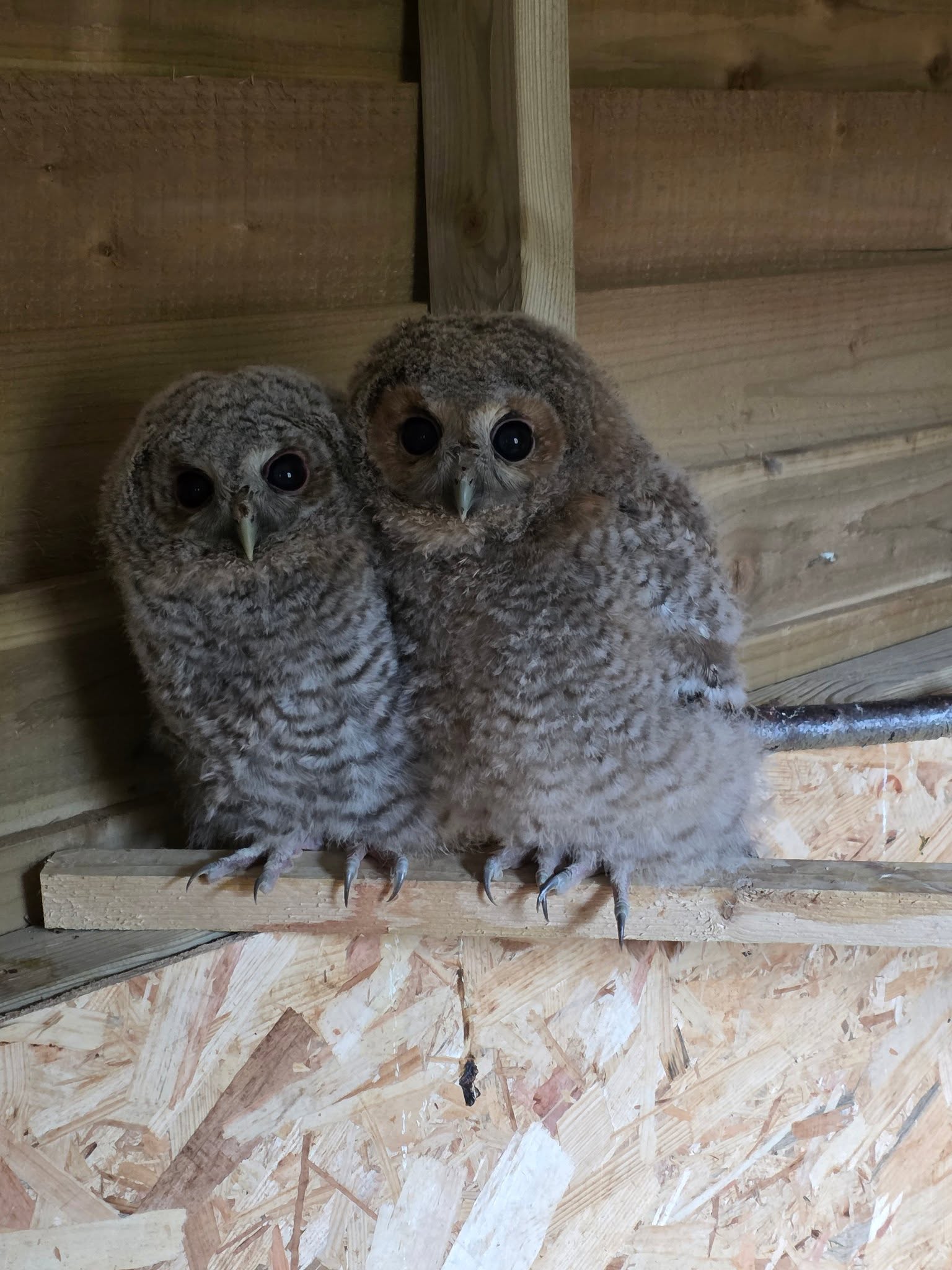 Two young owls together